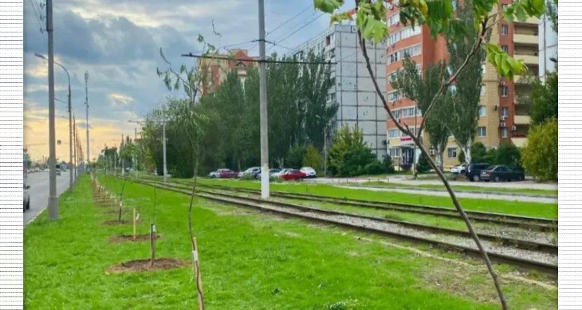 В Волжском осенью высадят около 7,5 тысячи деревьев и кустарников